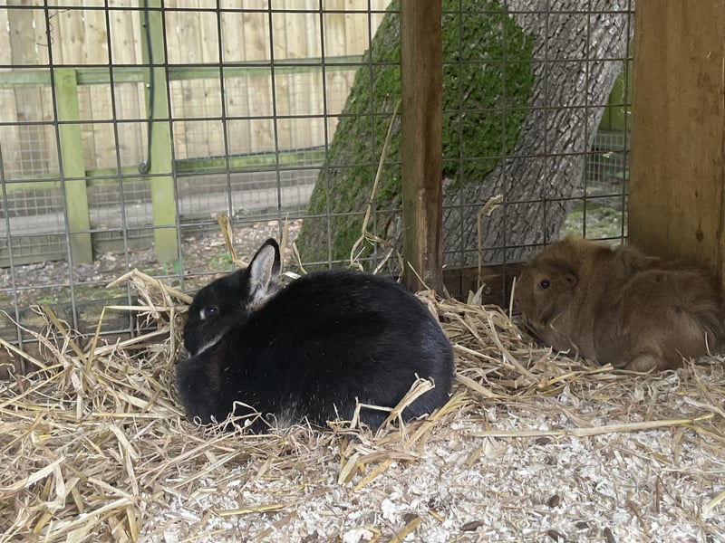 Rabbits and guinea pigs are housed in the special 'quiet zone' of the park.