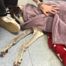 Pepper has two broken paws and needs extensive surgery to help her walk again. Photo: Terri-Ann Prendergast