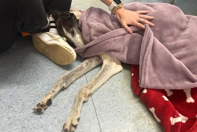 Pepper has two broken paws and needs extensive surgery to help her walk again. Photo: Terri-Ann Prendergast