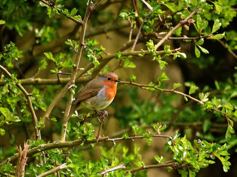 Robin at Muston.
picture by Heather Palmer.