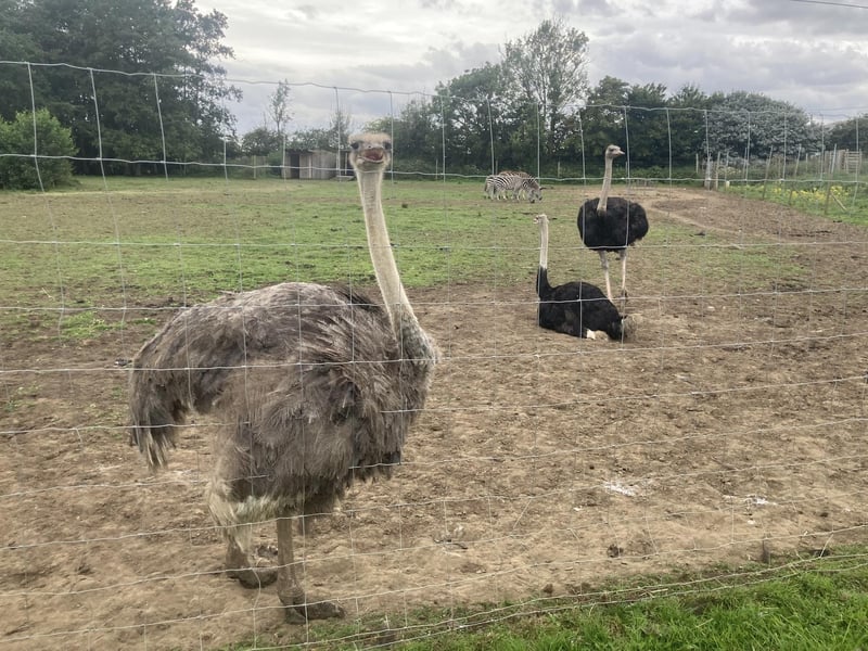 A young ostrich showing off in front of its parents!
