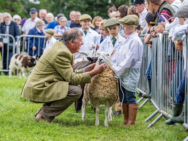 Young handlers being judgeed in the sheep ring