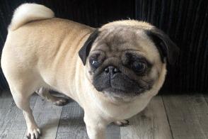 Seven-year-old pug Miley is very friendly and loving, and will sit for hours having a cuddle, She has good recall but prefers to walk along side you then go off and play, and she loves to bark at birds. She does need a lot of attention and doesn't like to be left, so will need someone who is home most of the time. She is good with other dogs and children but would be best as the only dog in the home. Miley has been described as a "dream dog". For more information, call 075832 69614 or email ycdogrescue@btinternet.com