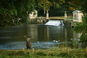 Rutting season for deer on the Studley Royal estate