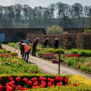 Helmsley Walled Garden, a well-loved tourist attraction and local community charity, has been awarded £130,000 in National Lottery funding to support its work with its local community through volunteering opportunities at the garden. (Pic by Colin Dilcock )