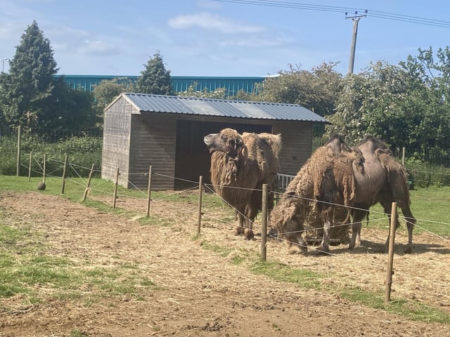 These Bactrian Camels are starting to shed their thick wooly coats, ready for the heat of summer.