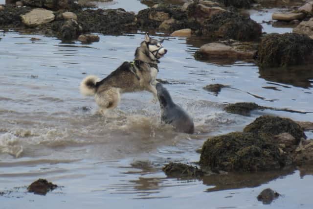 Yorkshire Seal Group is requesting coastal residents and visitors give vulnerable seals a wide berth.
picture supplied by Yorkshire Seal Group.