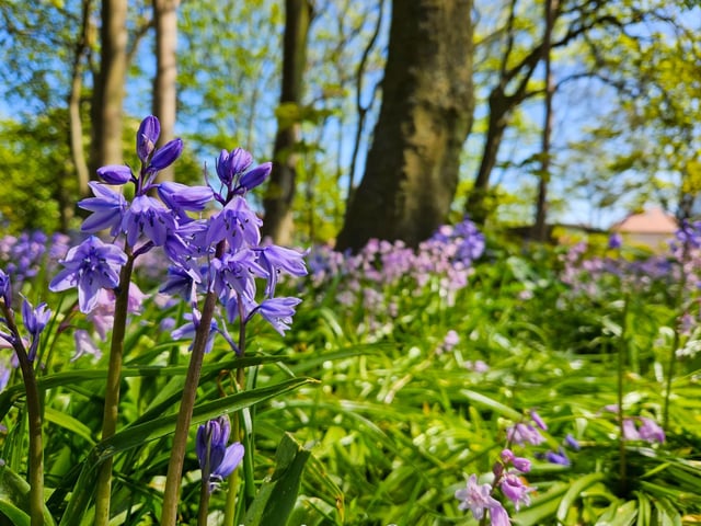 Beautiful bluebells at Scarborough, by Jenna Jackson.
