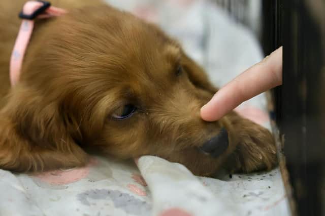Shelters are full of rescue dogs who are looking for new homes - Animal News Agency