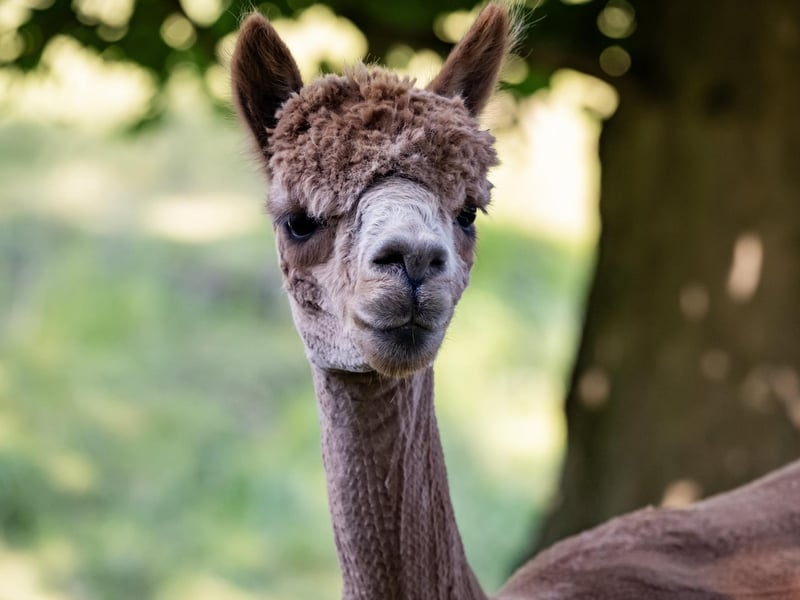 This alpaca is enjoying the shade on a hot day.
