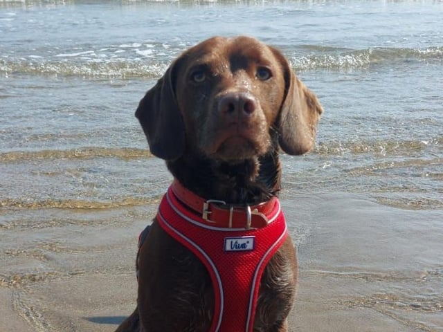 A gorgeous pup enjoying the beach.