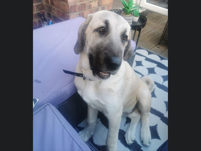 This handsome dog is called Bear.