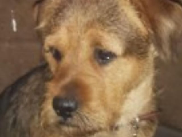 Milo is a two year old Patterdale Terrier/Rottweiler cross. He needs to be rehomed with firm and experienced dog owners.
Call Bob on 01947 810787 to enquire.