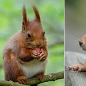 Red squirrel and baby red squirrel.
pictures: Mathew Harrison