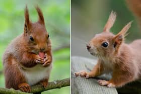 Red squirrel and baby red squirrel.
pictures: Mathew Harrison