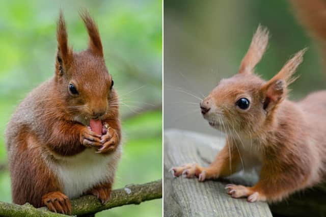 Red squirrel and baby red squirrel.
pictures: Mathew Harrison
