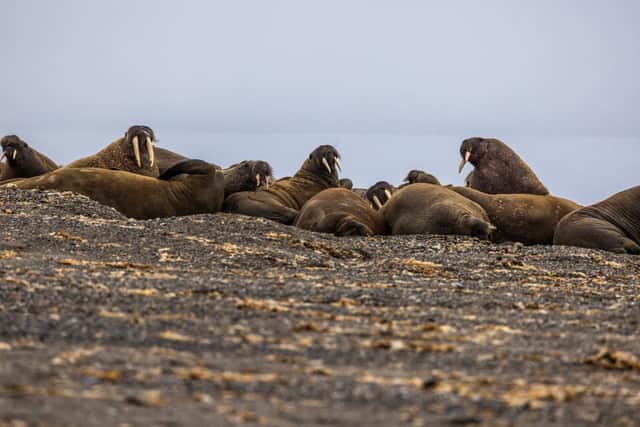 Walrus haul-out on a beach in Svalbard, Norway. Image: Emmanuel Rondeau / WWF-UK