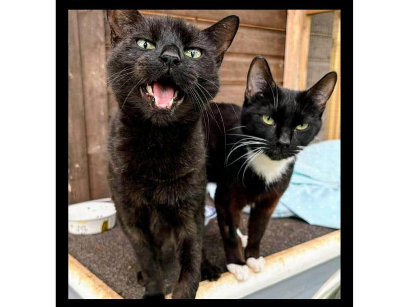 Affectionate pair who after a really tough start in life love nothing more than to soak up affection.