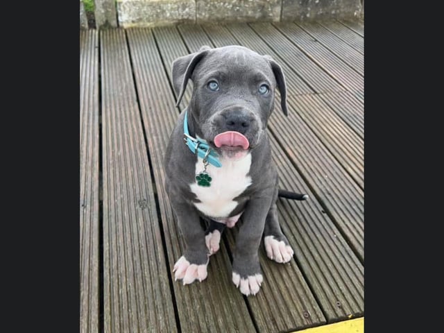 This little puppy is looking very smart in their blue collar.