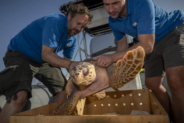 SeaLife curators Todd German from SeaLife Scarborough and Scott Blacker from SeaLife Blackpool release Nazare into the sea off the coast of Horta in the Azores. Photo by Anthony Devlin Photography © 2024.