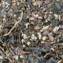 Thousands of dead shellfish have washed up dead across the Yorkshire Coast.