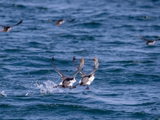 Puffins taking flight.