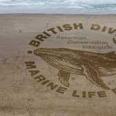 The Humpback Whale looked stunning in the Scarborough sand. Photo courtesy of BDMLR.