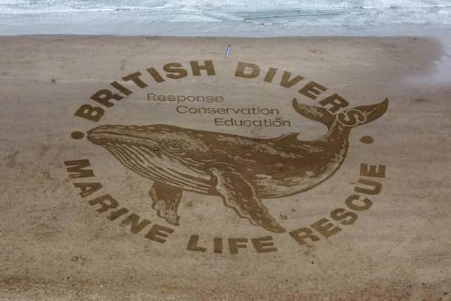The Humpback Whale looked stunning in the Scarborough sand. Photo courtesy of BDMLR.