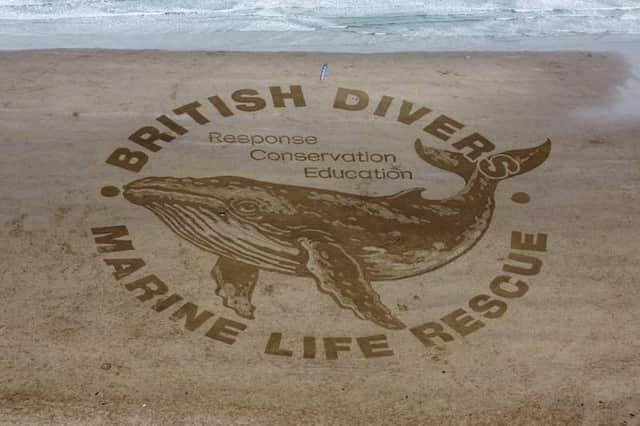 The Humpback Whale looked stunning in the Scarborough sand. Photo courtesy of BDMLR.