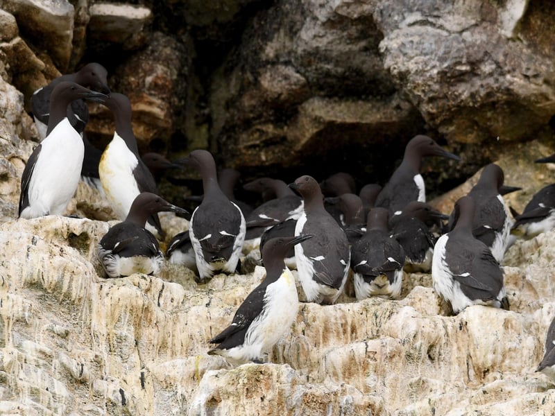 Guillemots gather on the cliffs at RSPB Bempton Cliffs.