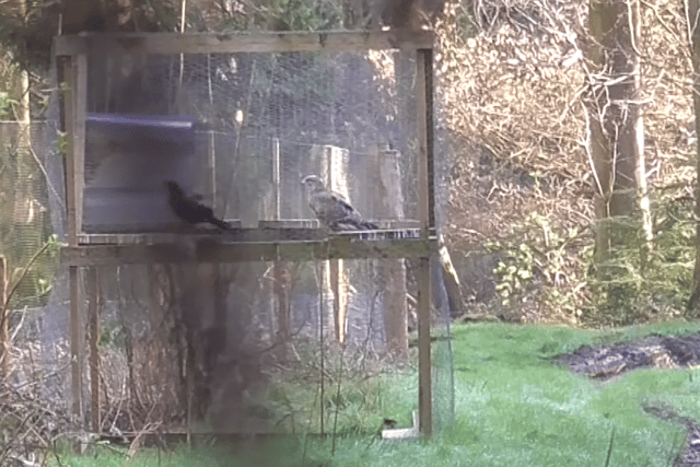 The buzzard in the cage trap - Image courtesy RSPB