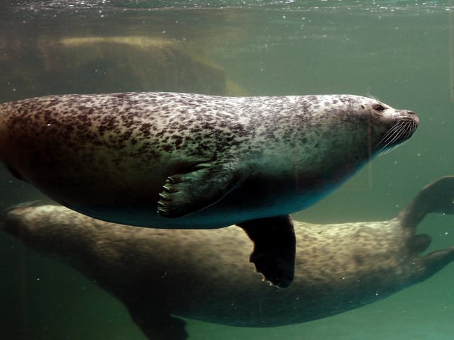 Seals in the pool