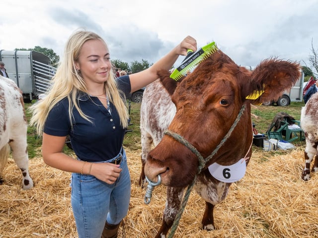 Imogen Cook, aged 20, of Ingleby Greenhow, North Yorkshire, brushes down a beef shorthorn, one of the Incline View Shorthorns owned by Mark and Louise Day.