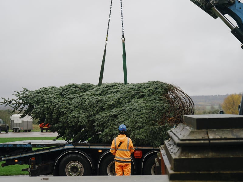 The Christmas tree arrives at the stately home. Photo: Tom Arber