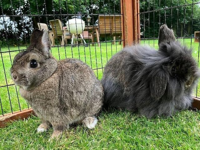Mooncake and Bramble are a bonded pair of four-year-old rabbits. They are both very friendly and very inquisitive.  They would be very happy to be house rabbits although at the moment they are living in a large outbuilding. They enjoy playing with their toys—they love the little plaited rabbit toys and have great fun pulling them apart!  Mooncake is a Netherland Dwarf cross and Bramble is a Lionhead cross - she has one ear up and one ear down and has a very furry undercarriage which she will need help with to keep it tangle free but she enjoys being brushed. They have both been microchipped and vaccinated.