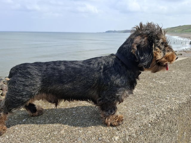 Reggie, sent in by Elaine Angus.