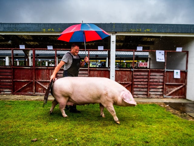 John Stone, of Devon, trying to keep dry from the heavy rain while controling his pedigree Welsh Sow before showing