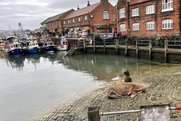Thor rests in front of fishing trawlers