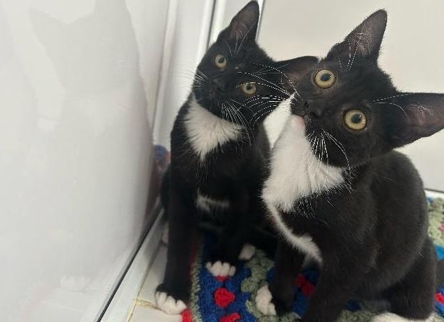 indy and Kitty are two 0-3 month-old kittens and are Domestic Shorthair crossbreeds. These two kittens are very sweet and friendly. Like most kittens these two are super playful and love chasing after their toys. Both are very loving however, Cindy is a little bit shy but she very quickly comes out of her shell. We do find that they prefer human company more so and they are always purring away waiting for cuddles. These two must be adopted together as they have built a close bond with each other.