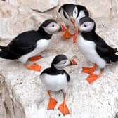 Sandeels are a key food source for many seabirds, including the colonies of gannets, puffins, razorbills and other species at the RSPB Bempton Cliffs nature reserve. Photo courtesy of Richard Ponter