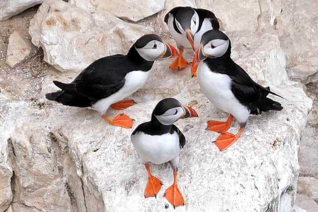 Sandeels are a key food source for many seabirds, including the colonies of gannets, puffins, razorbills and other species at the RSPB Bempton Cliffs nature reserve. Photo courtesy of Richard Ponter