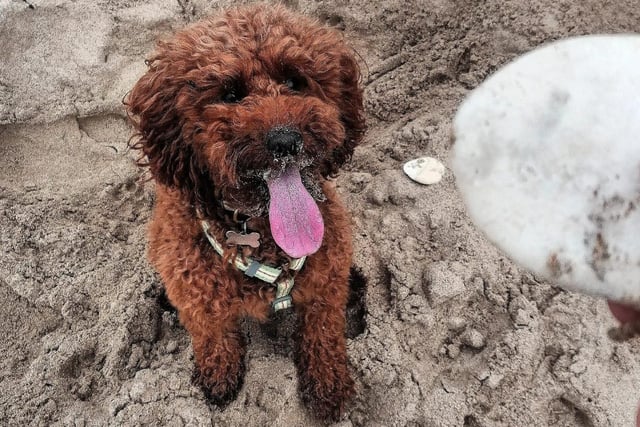 This mischievous dog playing in the sand is called Ruby.