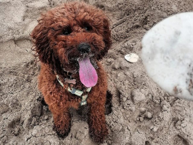 This mischievous dog playing in the sand is called Ruby.