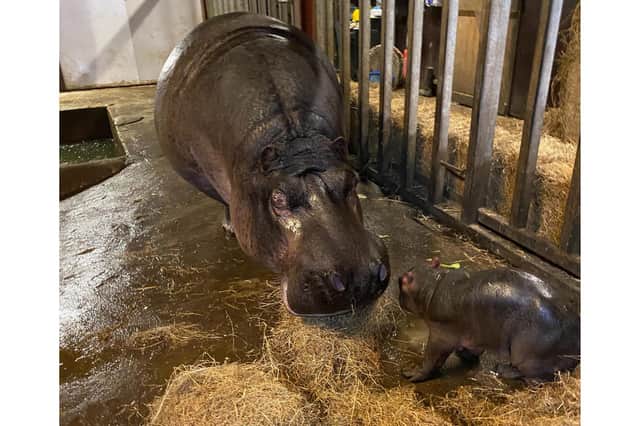 Aurora was born in the same week as the Northern Lights lit up skies across the UK - Image: Flamingo Land