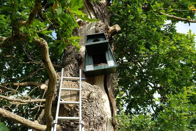 One of over 50 new barn owl nesting boxes erected in the Howardian Hills, North Yorkshire. Image: Richard Darn/Howardian Hills Partnership