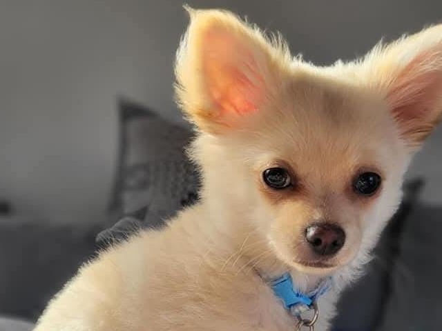 This fluffy little dog is called Reggie.
