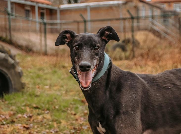 Domino is a adorable Greyhound who was brought in after a home inspection, and inspectors noticed how thin he was. Domino would be suitable to live with another female greyhound and children aged 12 or over but unfortunately he is not suitable to live with small dogs, cats or small animals. Call 07939 247202 for more information.