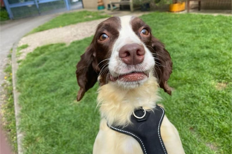 Megan is a two-year-old Springer Spaniel who came to the centre via an inspector after being found living in the most appalling conditions. When she arrived at the centre, her coat was covered in urine, faeces and lots of matts, but she has now started on her road to recovery. She has grown up in a multi dog household and sadly had no experience of the outside world. Megan is coming on great but things must be taken slowly as to not overwhelm her, as everything is a little bit scary at the moment. She will need understanding adopters who will give her the time, patience and love she needs to adjust to living in a family home.