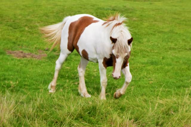 Prancing horse at Danby. photo: Stuart Bell