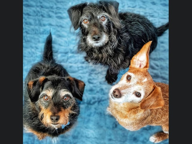 Three brothers looking wonderful!